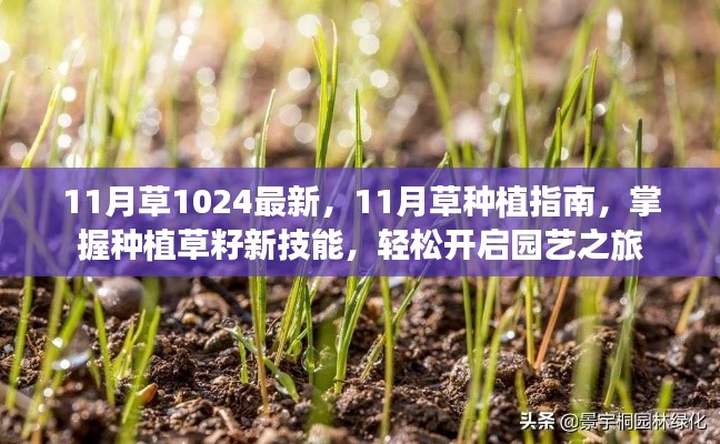 11月草种植指南,掌握新技能,轻松开启园艺之旅