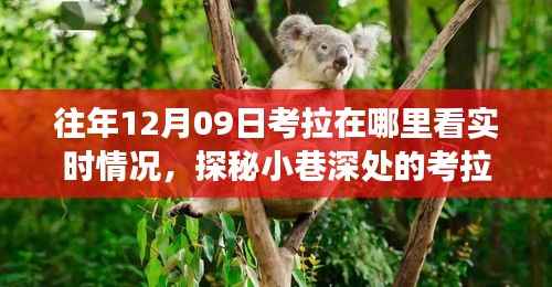 探秘小巷深处的考拉观测奇妙之旅,实时自然观察盛宴开启!