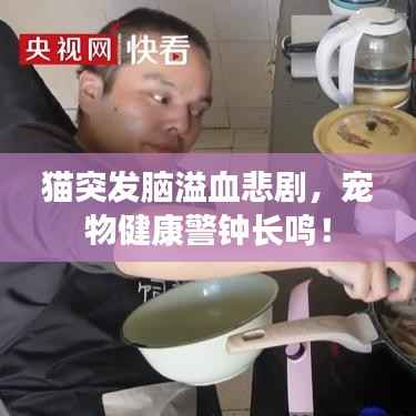猫突发脑溢血悲剧，宠物健康警钟长鸣！