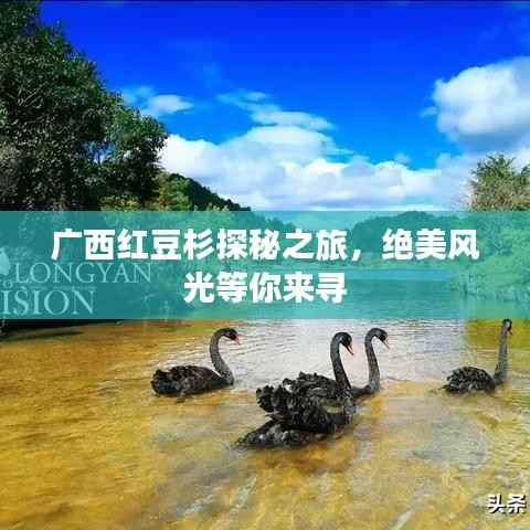 广西红豆杉探秘之旅,绝美风光等你来寻