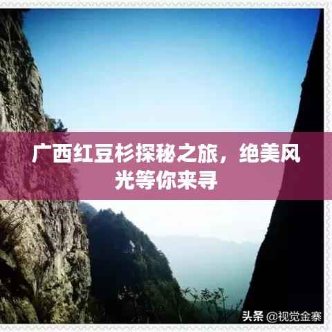 广西红豆杉探秘之旅,绝美风光等你来寻